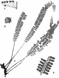 Image result for Antrophyum mannianum