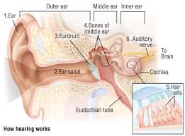 My mom and brother have looked down my ears and they was shocked how blocked they are. Hearing Loss In Adults Harvard Health