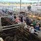 End of Year Store Cattle Sale — Tamworth Livestock event image