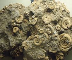 Download 419 fossilized ammonites stock photos for free or amazingly low rates! Ammonites Facts Information About The Extinct Prehistoric Animal Ammonites