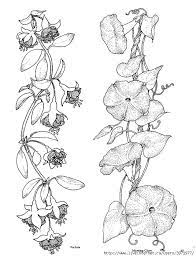 Pin By Trish On Pen Ink Floral Flower Drawing Flower Sketches Morning Glory Tattoo