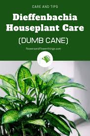 Dumb Cane Dieffenbachia Houseplant Care Flowersandflowerthings In 2020 House Plant Care Dieffenbachia Houseplant House Plants