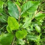 Image result for Trichocladus ellipticus