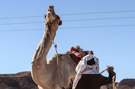 Could you do it cheaper? Egypt S Largest Camel Race Highlights A Vanishing Way Of Life
