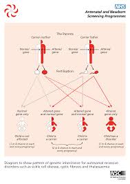 Diagram Of Inheritance Pattern Of An Autosomal Recessive