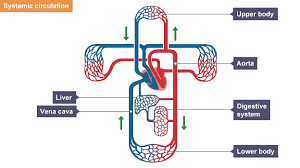 Check spelling or type a new query. Pin On Biology Igcse