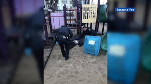 A man in china whose wife killed herself and their two children after he allegedly faked his own death for an insurance payout has given himself up to police. 88 Year Old Woman Brutally Beaten In San Francisco Park Granddaughters Seek Change Abc7 San Francisco