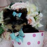 The shipping cost to chicago was an additional $250.00. Puppy Boutique Store Reviews Teacup Puppies Store Com Reviews Puppyboutiquestore Profile Pinterest