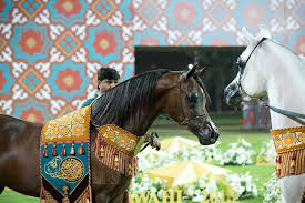 صور مقتطفة من اليوم الختامي لبطولة عجمان 2019 لجمال الخيل العربية الأصيلة horses arabian horse beautiful horses