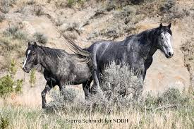 Image result for Dakota Gray 2014 AQ