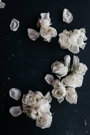 Black And White Rose Background 13 Trusted Organizations To Support For Natural Disaster Relief Aid Black And White Roses White Roses White Roses Background