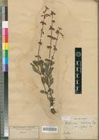 Image result for Syncolostemon bracteosus