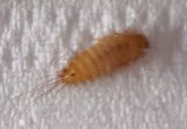 Vor einer stunde bin aufgrund eines krabbeln, in meinem bett, auf meiner haut aufgewacht. Lerne Diese Speckkafer Larve Im Bettkasten