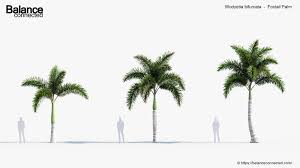 Image result for Wodyetia