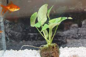Caring For Your Goldfish In A Fish Bowl Without An Air Pump Fish Plants Cleaning Fish Underwater Plants