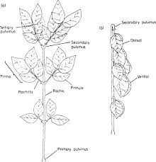 Image result for Samanea leptophylla