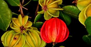 Image result for Eugenia woodii