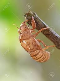 Chan tui english name : Macro Photography Of Cicada Shell On The Branch Isolated On Blurry Stock Photo Picture And Royalty Free Image Image 105349472