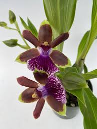 Image result for Coptosperma zygoon