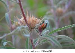 Image result for Dicoma tomentosa