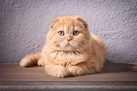 Scottish Fold The Ultimate Guide To Their History Types Characteristics Temperament And Care Kitty Wise Scottish Fold Kittens Cat Scottish Fold Scottish Fold