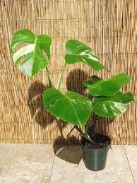 Pin On Plants