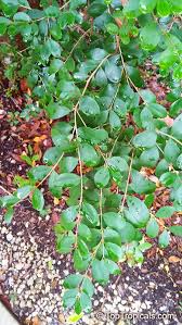 Image result for Eugenia natalitia