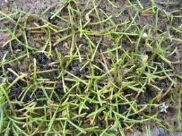 Image result for Limosella capensis
