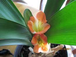 Could This Rare Blooming Plant Be An Amaryllis