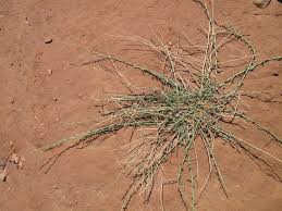 Image result for Caylusea abyssinica