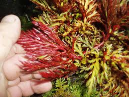 Image result for Selaginella perpusilla