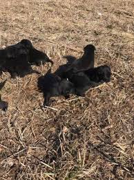 Maybe you would like to learn more about one of these? Free Australian Retriever Puppies Free Stuff Jonesboro Ar Shoppok