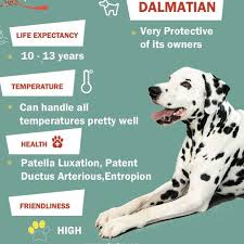 At healthy pet veterinary clinic, we treat your pets like you treat your pets, with love and compassion. House Of Paw Home Facebook