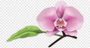 Maybe you would like to learn more about one of these? Digitale Kunstmotten Orchideen San Luis Obispo Orchideenblatter Kunst Bluhen Cattleya Png Pngwing