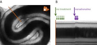 Adam levine by topistops on. Contractility Of The Epididymal Duct Function Regulation And Potential Drug Effects In Reproduction Volume 156 Issue 4 2018