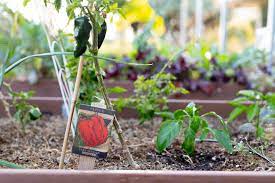How do i keep pests out of my garden. 5 Tips For Keeping Pests Out Of Your Garden