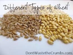 Needs to be ground down to flour for further use. The Different Types Of Wheat And What They Re Used For