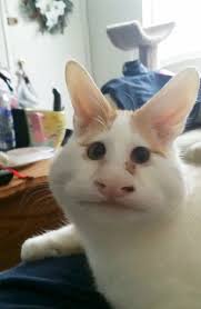 What Happens When You Use A Snapchat Filter On Your Cat Snapchat Funny Happy Birthday Funny Cats Funny Snapchat Filters