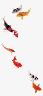 Beautiful Koi Carp Fish Goldfish Fine Beautiful Fine Fish Png Transparent Clipart Image And Psd File For Free Download Koi Carp Fish Koi Carp Goldfish