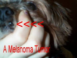 There is a long list of why dogs are such a wonderful companion to have, some of the reasons include their loyal nature, their loving disposition, and protective instincts. Canine Skin Cancer Symptoms In Dogs And What It Looks Like