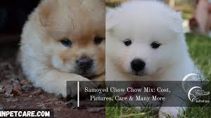 Samoyed pupppies, samoyed puppies for sale michigan, samoyed howling, samoyed puppies colorado, american samoyed, samoyed puppes, samoyed puppies for sale florida, wholesome samoyed, big samoyed, samoyed plush, female samoyed, samoyed puppies for sale mn, siberian samoyed puppies, samoyed rescue of southern california, samoyed puppy sale, samoyed labrador mix, samoyed height, samoyed mix. Samoyed Chow Chow Mix Cost Pictures Care Many More