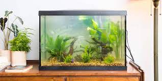 Best Fish Tanks 2021 Heater Light And Accessories Reviews By Wirecutter