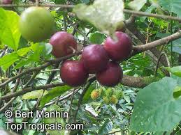 Image result for Flacourtia