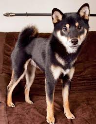 Black And Tan Shiba Inu Dachshund Mix Zim The Shiba Inu Shiba Inu Shiba Inu Dog Shiba