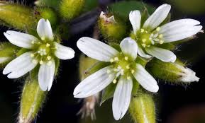 Image result for Cerastium