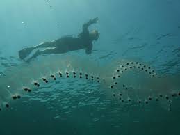Maybe you would like to learn more about one of these? Salp Wikipedia
