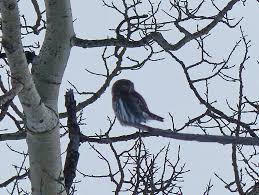 Northern Pygmy Owl3