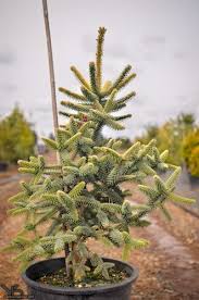 We did not find results for: Abies Pinsapo Aurea Spanish Fir Abies Plant Catalogs Plants