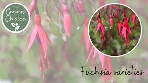 Maybe you would like to learn more about one of these? Johnsonsofwhixley Author At Commercial Nursery Johnsons Of Whixley Home Johnsons Of Whixley