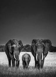 Africa 2013 On Behance Animals Black And White Animal Photography Elephant Photography